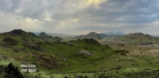 Langka, Vegetasi Hijau Menyelimuti Wilayah Gurun dan Pegunungan Tandus Arab Saudi