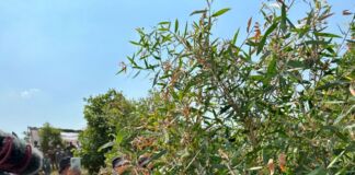 Wagub Panen Perdana Daun Kayu Putih di Desa Gunung Malang Pringgabaya