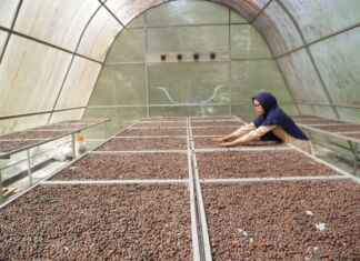 Jaga Kualitas Kopi dengan Solar Dryer Dome