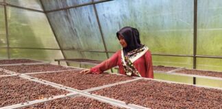 Nikmatnya Kopi Solar Dryer Dome