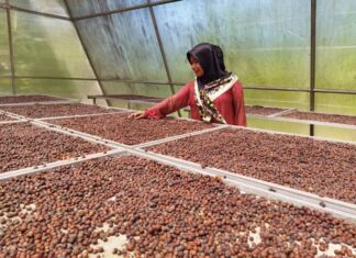 Nikmatnya Kopi Solar Dryer Dome