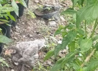 Warga NTB Diminta Tancap Gas