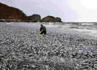 Diduga Gara-gara Limbah Fukushima, 1.200 Ton Ikan Mati di Laut Jepang?