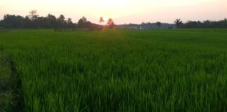 Pedagang dan Pembeli Keluhkan Harga Beras