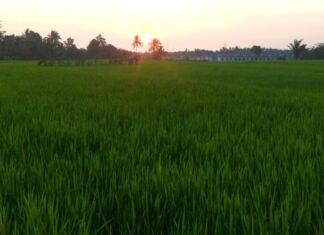 Pedagang dan Pembeli Keluhkan Harga Beras