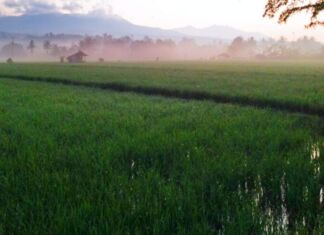 Pupuk Organik Lebih Untung