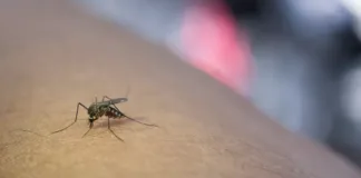 Meningkat Trend Suspek DBD di KLU, Ini Penjelasan Kadikes NTB!