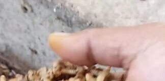 Panen Rupiah dari Tumpukan Sampah