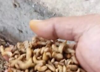 Panen Rupiah dari Tumpukan Sampah