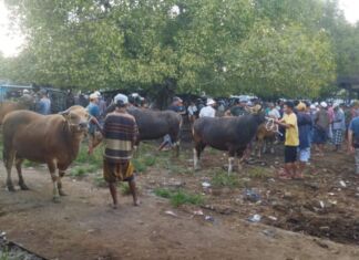 Harga Sapi dan Kambing Alami Kenaikan Jelang Idhul Adha