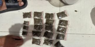 Diduga Sering Transaksi Narkoba Ternyata Tanam Ganja