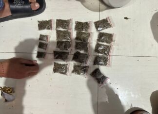Diduga Sering Transaksi Narkoba Ternyata Tanam Ganja