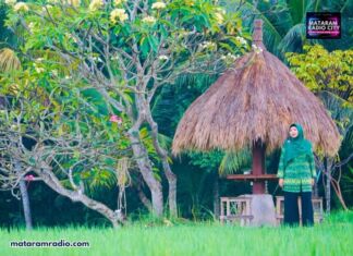 Ini Strategi Pertahankan NTB Lumbung Pangan Bumi Gora, Ala Jilbab Ijo