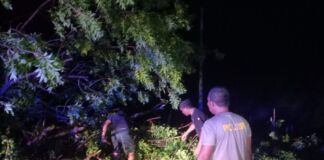 Quick Response, Polsek Kayangan Gandeng Damkar Evakuasi Pohon Tumbang