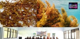 Mahasiswa Farmasi Universitas Mataram Perkenalkan Potensi Rumput Laut Coklat Sebagai Tabir Surya Alami di Lombok Tengah