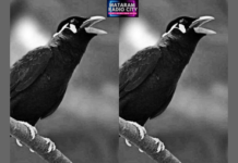 Di Ampenan, Burung Saja Berbahasa Melayu