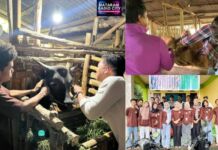 Mahasiswa KKN Unram Gelar Posyandu Hewan: Perisai Ternak Desa Mengkuru dari Ancaman PMK