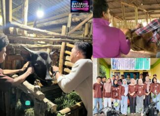 Mahasiswa KKN Unram Gelar Posyandu Hewan: Perisai Ternak Desa Mengkuru dari Ancaman PMK