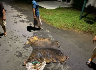 Polisi Amankan Lima Terduga Pencuri Sapi