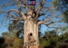Baobab: Pohon Kehidupan yang Menantang Waktu di Afrika