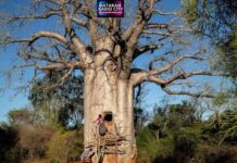 Baobab: Pohon Kehidupan yang Menantang Waktu di Afrika