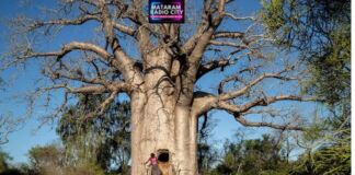 Baobab: Pohon Kehidupan yang Menantang Waktu di Afrika