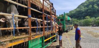 Hadapi Antrean Panjang dan Cuaca Panas, Polres Lombok Barat Salurkan Air Bersih untuk Ratusan Ternak Sapi di Gilimas dan Segenter