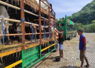 Hadapi Antrean Panjang dan Cuaca Panas, Polres Lombok Barat Salurkan Air Bersih untuk Ratusan Ternak Sapi di Gilimas dan Segenter