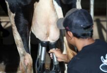 Kisah Peternak Sapi Terlibat Makan Bergizi Gratis: Bangga, Susu Pasti Terserap