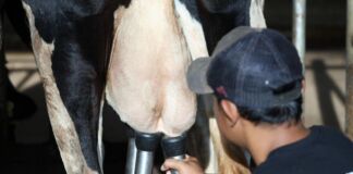 Kisah Peternak Sapi Terlibat Makan Bergizi Gratis: Bangga, Susu Pasti Terserap