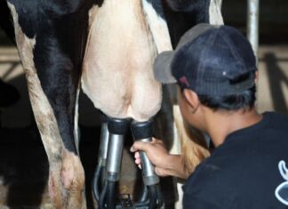 Kisah Peternak Sapi Terlibat Makan Bergizi Gratis: Bangga, Susu Pasti Terserap
