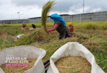 BPS Sebut Nilai Tukar Petani NTB Maret 2025 Naik 1,94 Persen. Ternyata ini Maksudnya!