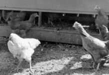 Fenomena Ajaib Mike : Si Ayam Tanpa Kepala Hidup 18 Bulan dan Jadi Bintang Tur Amerika