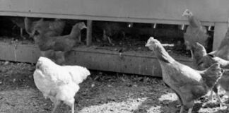 Fenomena Ajaib Mike : Si Ayam Tanpa Kepala Hidup 18 Bulan dan Jadi Bintang Tur Amerika