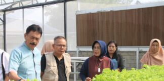 Inilah Sinergi Koperasi Bank NTB Dukung BRIDA Tingkatkan Produktivitas Kemiri, Jagung dan Selada!