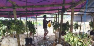 Harga Hewan Qurban Turun, Pedagang Bilang Jualan Sepi