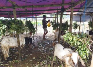 Harga Hewan Qurban Turun, Pedagang Bilang Jualan Sepi