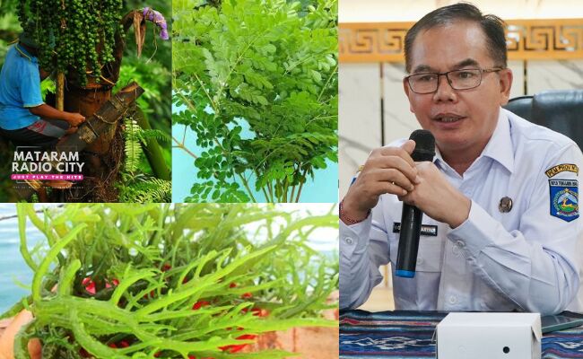 kelor, Nira dan Rumput Laut