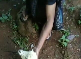 Puluhan Kambing Mati diduga Korban Hewan Buas