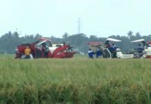 Indonesia Bangkit, Swasembada Pangan Dimulai