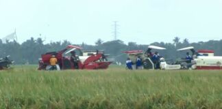 Indonesia Bangkit, Swasembada Pangan Dimulai