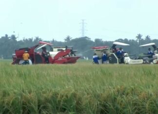 Indonesia Bangkit, Swasembada Pangan Dimulai