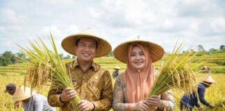 Produksi Padi 2025 Naik 16,85 Persen, Pemprov NTB Optimistis Swasembada Pangan