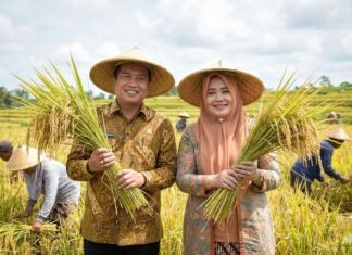 Produksi Padi 2025 Naik 16,85 Persen, Pemprov NTB Optimistis Swasembada Pangan