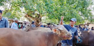 Harga Sapi Naik Satu hingga Tiga Juta Rupiah
