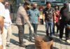 Polres Mataram Musnahkan Ganja